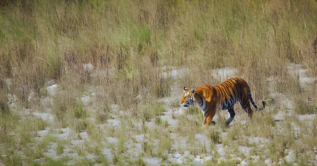 Bardiya National Park